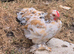 Millifleur pekin bantem cockerils