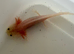Axolotl