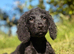 Black cockapoo puppy