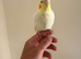 Lovely hand reared baby cockatiels