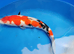 koi carp HIGH GRADE