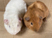 Male Guinea Pigs For Sale
