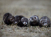 Fitchy ferrets