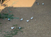 Pigeons for sale