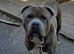 Bullmastiff x staffy