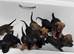 Bullvieler puppies