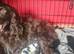 KC cocker puppy