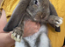 Beautiful Quality French Lops