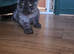 Shadow maine coon