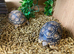 Leopard Tortoises at Birmingham Reptiles