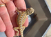 Bearded dragons