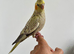 Hand-Reared & Super Tame 10-Week-Old Cockatiel Chicks