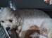 Cavapoochon