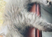 Ragdoll x Siberian kittens Ready Now