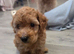 Beautiful red toy poodle puppies