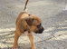 Staff x am staff puppies