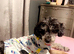 Merle Toy Poodle Stud Available