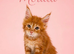 READY NOW: Tica enabled ginger maine coon kittens