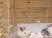 Grey Gerbil