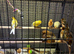 Mixed canary’s