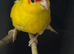 Female kakariki