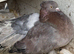 Indian fantail pigeons