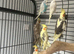 Baby hand reared cockatiel