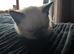 Siamese cross Ragdoll kittens & Black/ white kittem