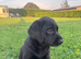 Stunning black Labrador pups for sale