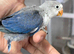Baby lovebirds for new homes