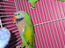 Moustache parrot