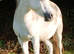 Registered Section A Brood mare