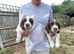 Beautiful working English springer pups for sale