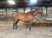 16hh 8yr Chunky tb mare for sale