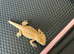 Two beautiful bearded dragon babies