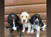 Beagle x puppies