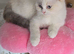 Persian/ ragdoll kitten