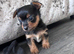 5 Yorkshire terrier puppies READY FRIDAY