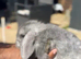 Minilion lop bunnies