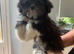 Adorable Lhasa Apso Boy puppies for sale