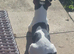 Male jack russell