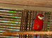 Crimson Rosella
