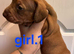 Dachshund puppys