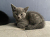Grey and black kittens