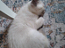 Beautiful Siberian / Neva Masquerade
