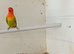 Dilute, split Opaline male