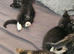 7 kittens