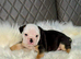 KC Registered English Bulldog Puppies Looking for Loving Homes