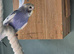 Baby Budgies