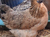 Gold top silkies